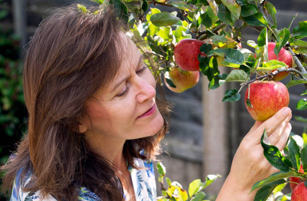 istock Picking apples in the garden. 1284336709