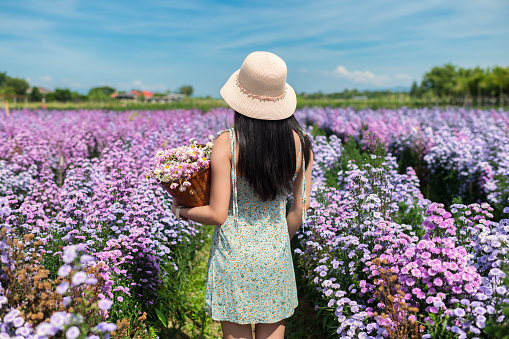 a traveler woman is walking among the flower fields in Chiang Mai, Thailand.