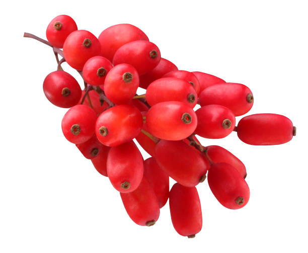 istock isolated barberry. bunch of red berries. 1284340963