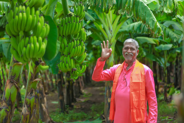 istock happy indian farmer holding raw banana tree in hand 1284342070