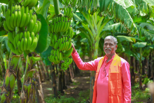 istock happy indian farmer holding raw banana tree in hand 1284342073