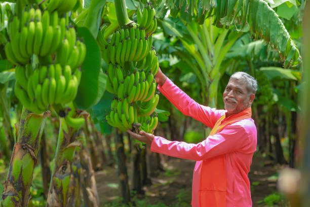istock happy indian farmer holding raw banana tree in hand 1284342074