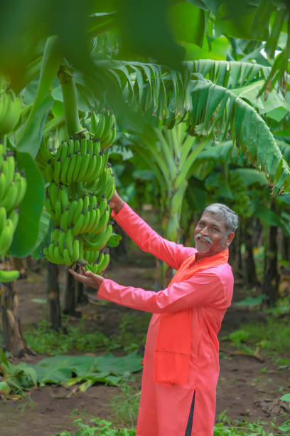 istock happy indian farmer holding raw banana tree in hand 1284342106