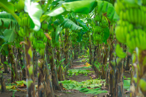 Green banana field in India