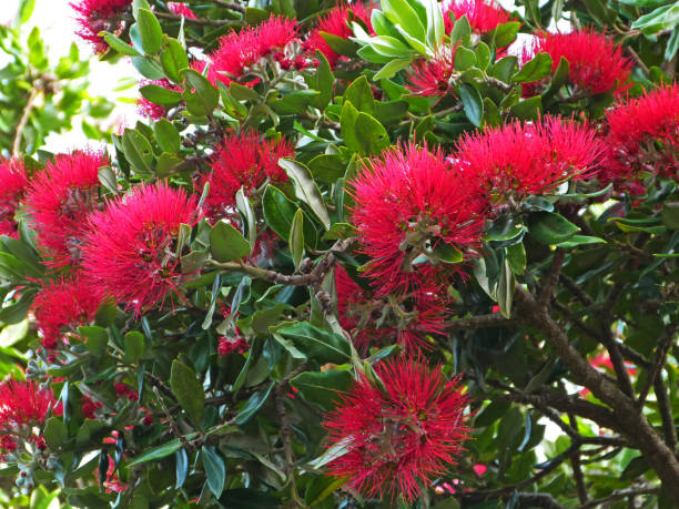 pohukutawa, albero di natale della nuova zelanda - pohutukawa tree christmas new zealand beach foto e immagini stock