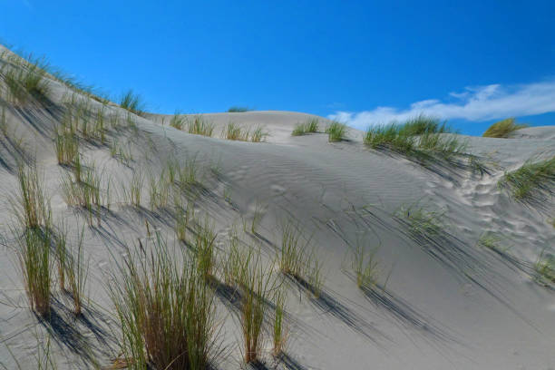 istock Spectacular Farewell Spit sand dunes 1284344297