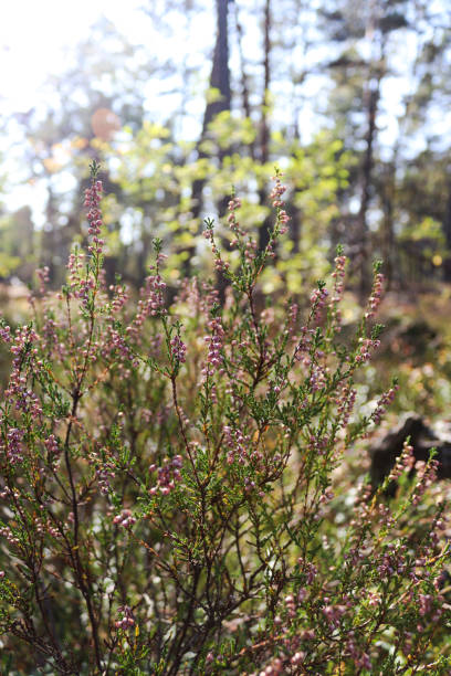 istock Heather in Tyresta national park 1284344856