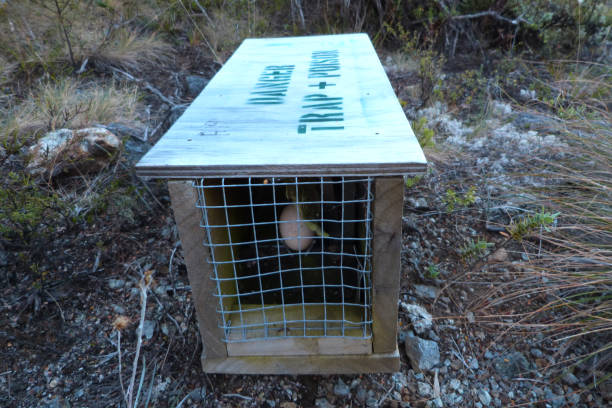 Possum and other predator trap with egg, New Zealand possum nz stock pictures, royalty-free photos & images