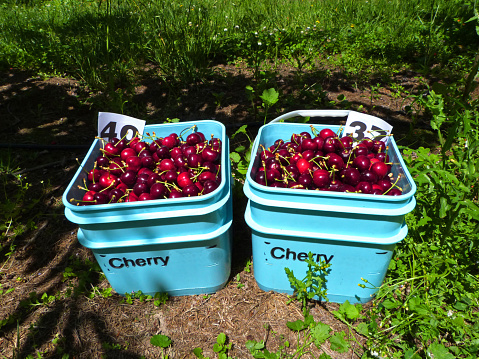 Buckets full of cherries, cherry harves