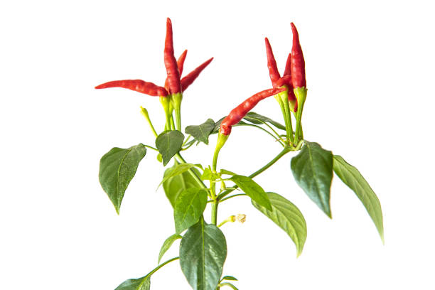 Red hot chilli pepper plant isolated on white background
