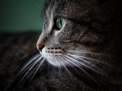 gray tabby cat with green eyes on a green background, a muzzle in profile and a long mustache