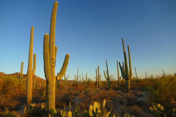 istock Cactus in warm sunrise light, Saguaro National Park 1284346750