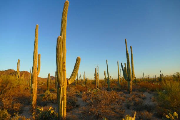 istock Saguaro National Park near Tucson 1284346817