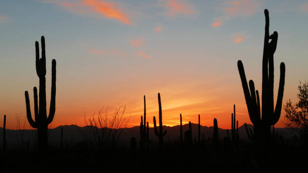 istock Sunset at Saguaro National Park near Tucson 1284346830