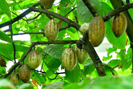 Theobroma cacao, also called cacao tree and cocoa tree, is an evergreen tree in the family Malvaceae. Cacao seeds are the source of commercial cocoa, chocolate and cocoa butter.