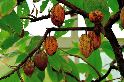 Theobroma cacao, also called cacao tree and cocoa tree, is an evergreen tree in the family Malvaceae. Cacao seeds are the source of commercial cocoa, chocolate and cocoa butter.