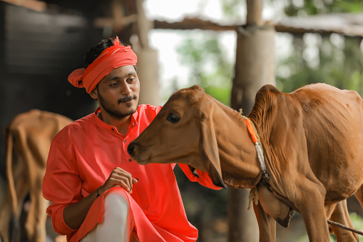 Young indian farmer with his cow at dairy farm