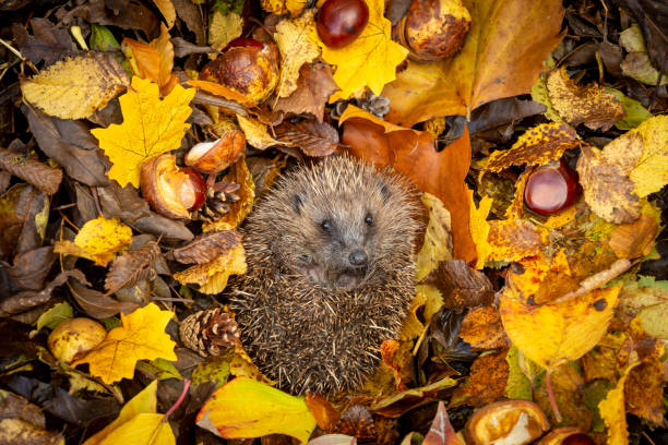 istock Hedgehog hibernating in Autumn leaves, facing forward and curled into a ball 1284352578