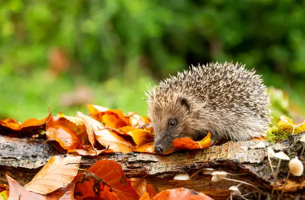 Juvenile hedgehog (Scientific name: Erinaceus Europaeus) foraging in Autumn with golden Beech leaves and toadstools.  Facing left in rainy weather.  Horizontal.  Space for copy.