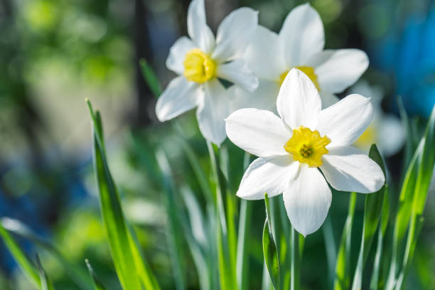 istock close-up of a blooming daffodil outdoors, daylight 1284355773