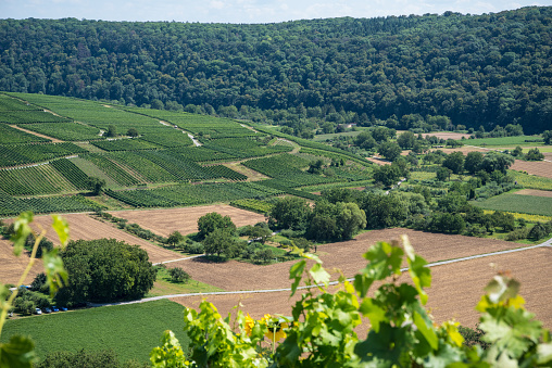 Lambrusco grasparossa vineyards on Modena hills by the town pof Castelvetro, Emilia Romagna.