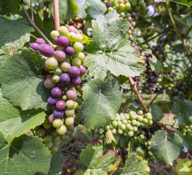 grapes on the vine in different ripe conditions - agriculture purple vine grape leaf imagens e fotografias de stock