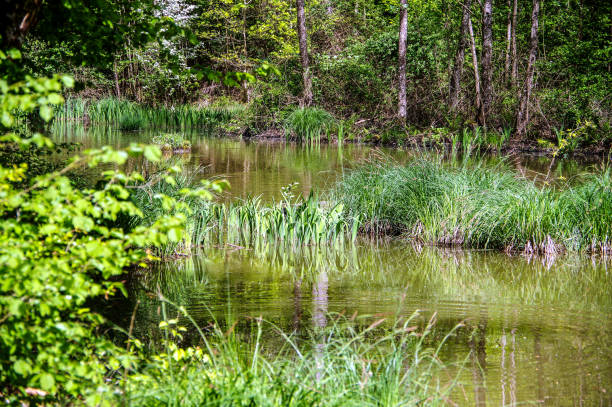 istock Grass islands in lush greenery in the Waldsee 1284357146