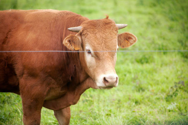 istock Close up of young cow on meadow. 1284357544