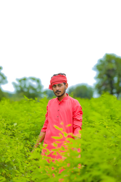 istock Young indian farmer standing in green pigeon pea field 1284360828