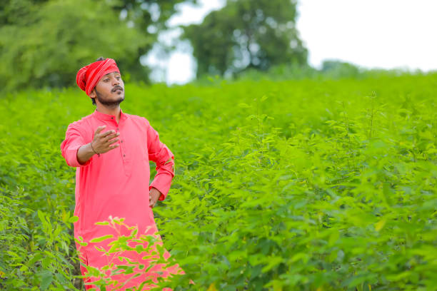 istock Young indian farmer standing in green pigeon pea field 1284361990