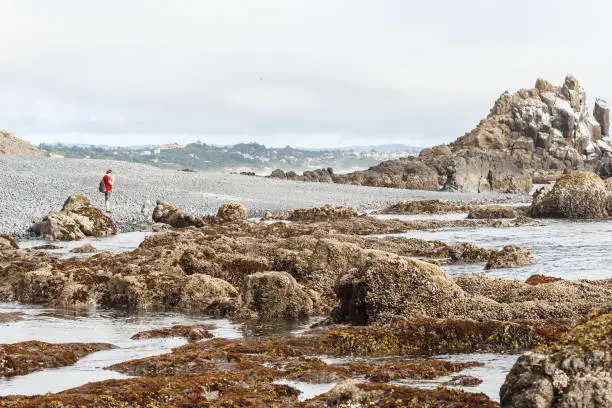 Photo of Cobble Beach near Yaquina Head, Black pebble rocks