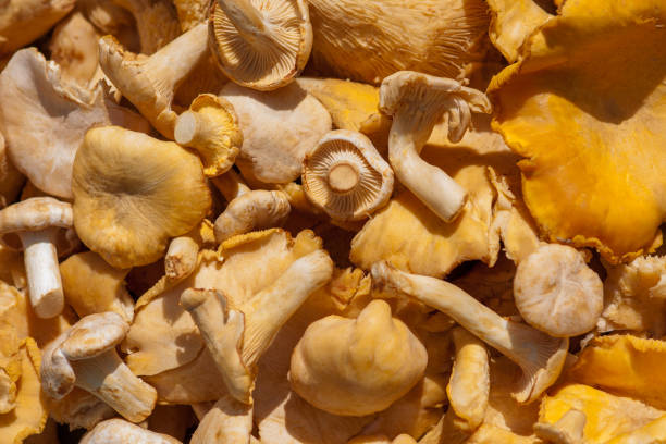 istock Freshly picked chanterelles - forest mushrooms (Cantharellus cibarius) 1284362233