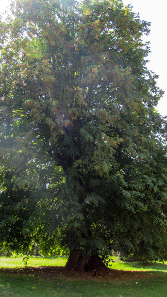 istock Single beautiful tree in the middle of a wild forest 1284362739