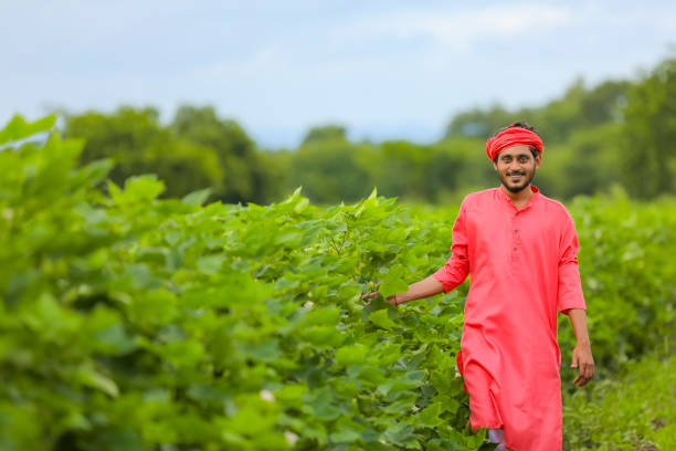istock young farmer inspecting in cotton field 1284362741
