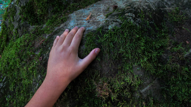 istock Young child hand touching river rock stone covered with green plant moss 1284362894