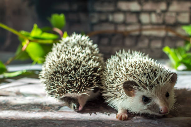 istock Two African hedgehog on a gray background 1284363158