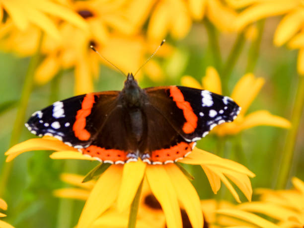 istock Beautiful little colorful butterfly on flower 1284363254