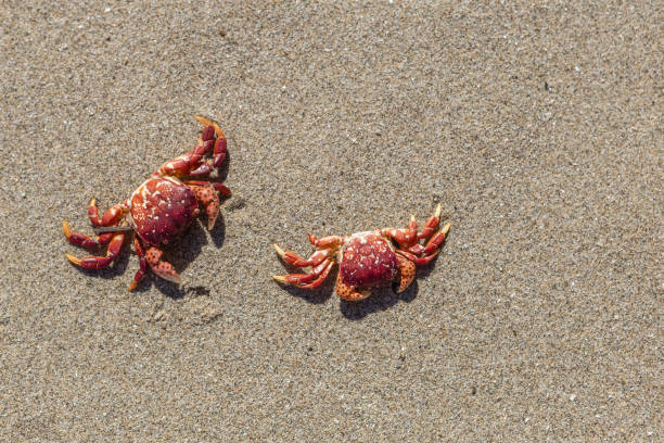 istock Two crabs on the sand. Vacation concept 1284363964