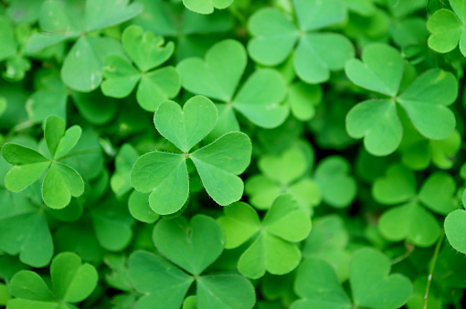 Vivid Green Irish Shamrock or the Three-leaf Clovers on the Field for Background or Banner
