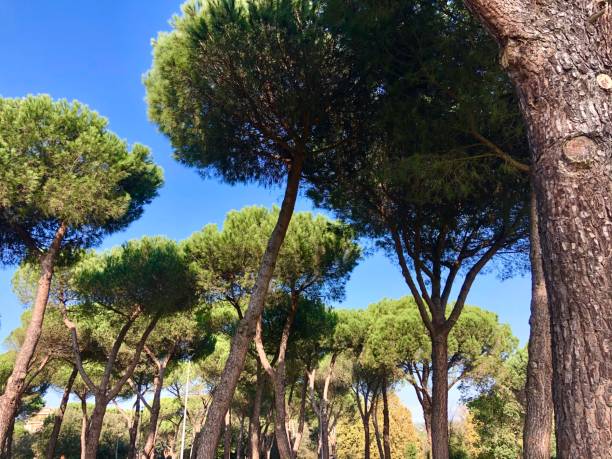 istock Trees in park italian pine 1284365752