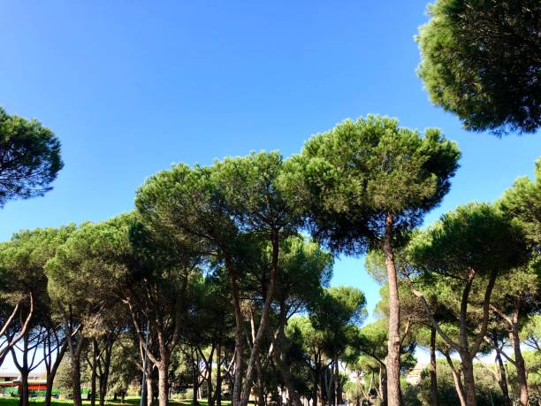 istock Trees in park italian pine 1284365807