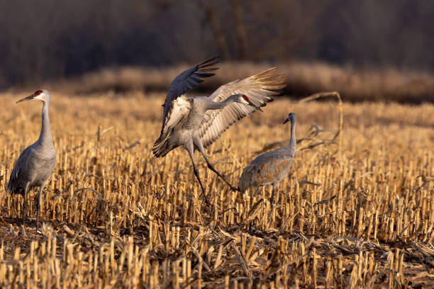 istock The sandhill cranes on the field 1284367154