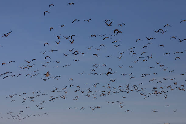 istock Flock of Canadian geese in flight 1284367195