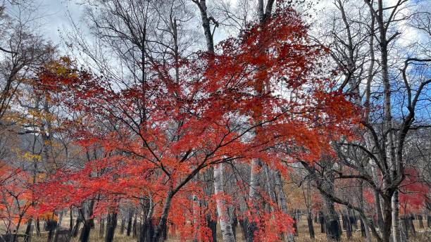 Okunikko The trees in the fall of the fall