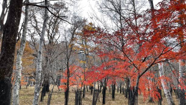 istock Okunikko The trees in the fall of the fall 1284367968