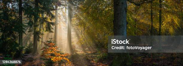Sunbeams Shining Through Idyllic Golden Woodland Glade Forest Panorama Stock Photo - Download Image Now