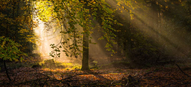 istock Golden sunbeams shining through idyllic wilderness forest clearing panorama 1284369867