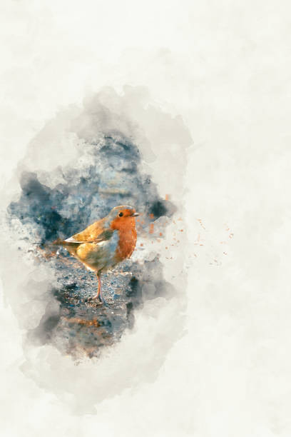 Christmas Robin redbreast card design in water colour