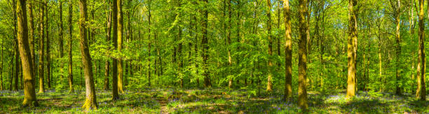 istock Earth trail through idyllic green forest glade wilderness forest panorama 1284372308