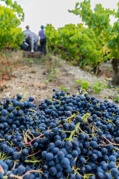 istock Picked grapes with wine pickers (Unrecognisable) in the background 1284373803